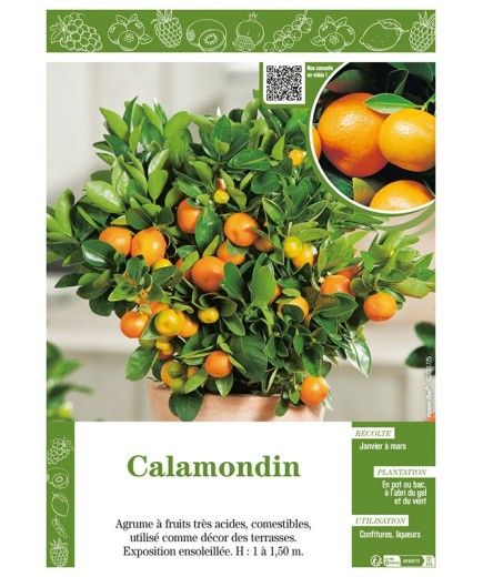 CALAMONDIN (CITRUS MADURENSIS)