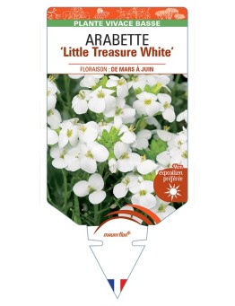 ARABETTE (caucasica) Little Treasure White