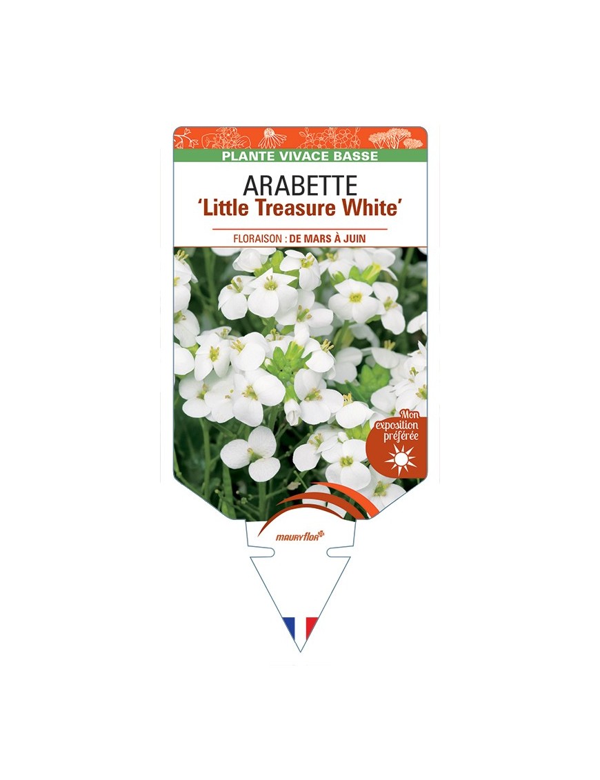 ARABETTE (caucasica) Little Treasure White