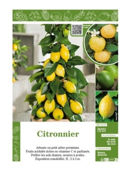 CITRONNIER