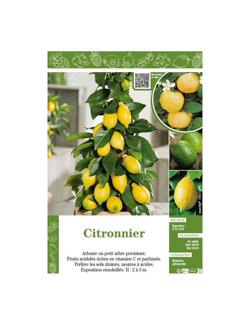 CITRONNIER