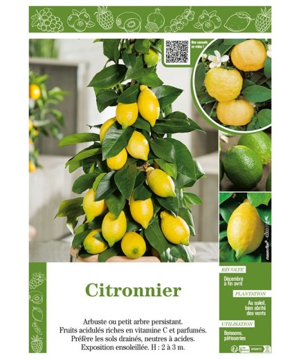 CITRONNIER