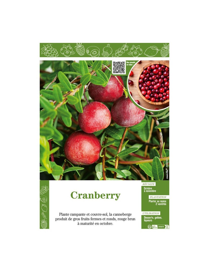 CRANBERRY (Vaccinium Macrocarpon)