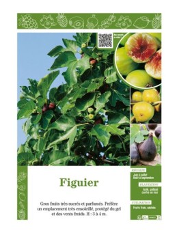 FIGUIER