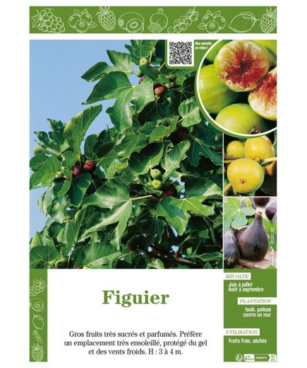 FIGUIER