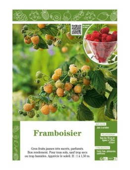 FRAMBOISIER (jaune)