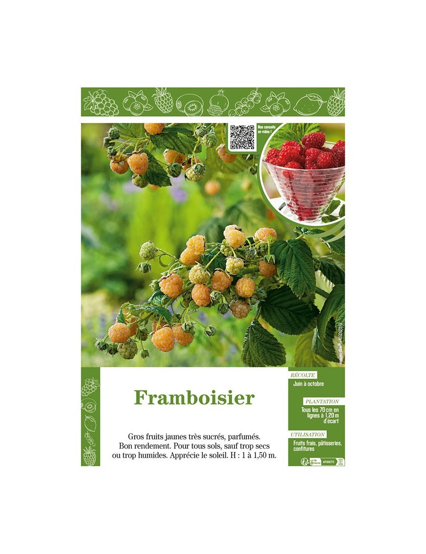 FRAMBOISIER (jaune)