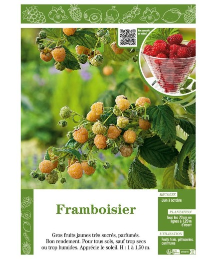 FRAMBOISIER (jaune)