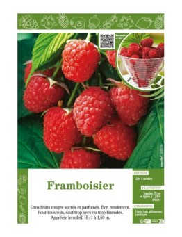 FRAMBOISIER (sans nom)