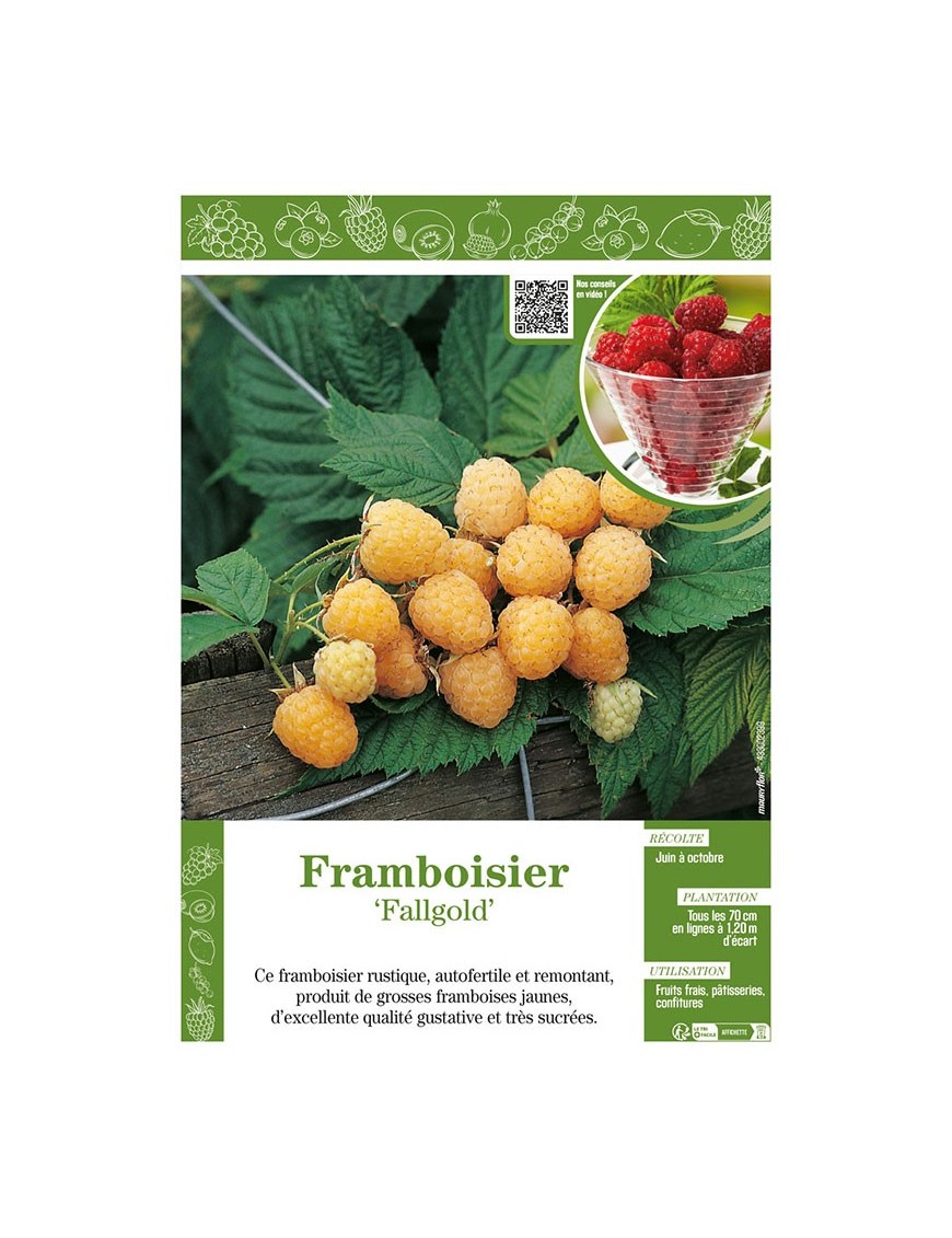 FRAMBOISIER FALLGOLD