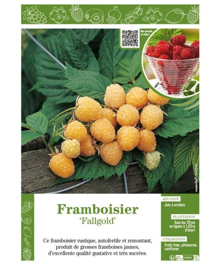 FRAMBOISIER FALLGOLD