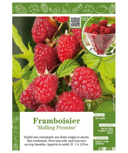 FRAMBOISIER MALLING PROMISE
