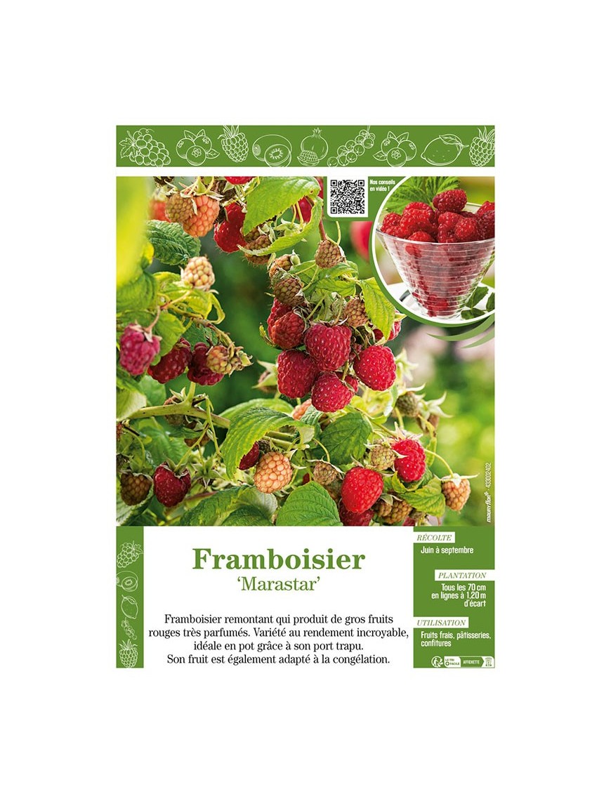 FRAMBOISIER MARASTAR