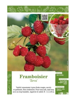 FRAMBOISIER ZEVA