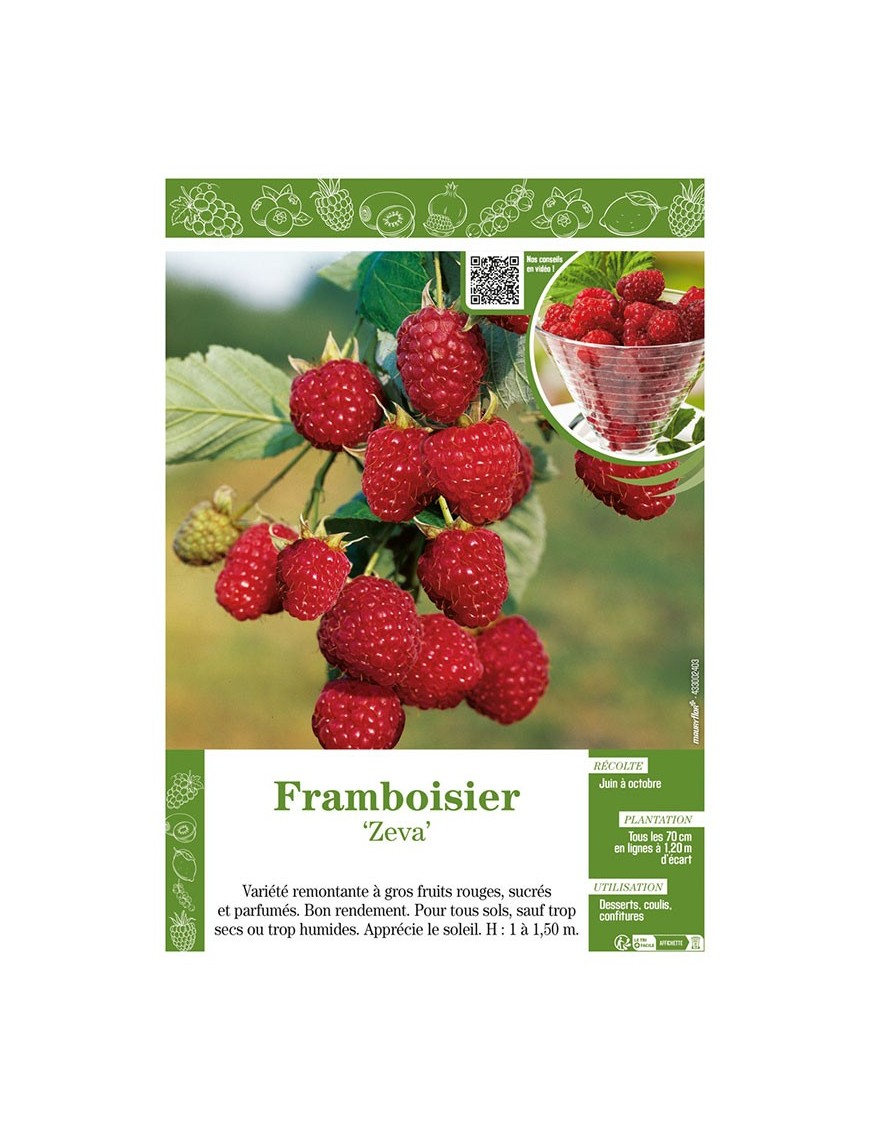 FRAMBOISIER ZEVA