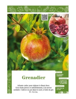 GRENADIER (À FRUITS)