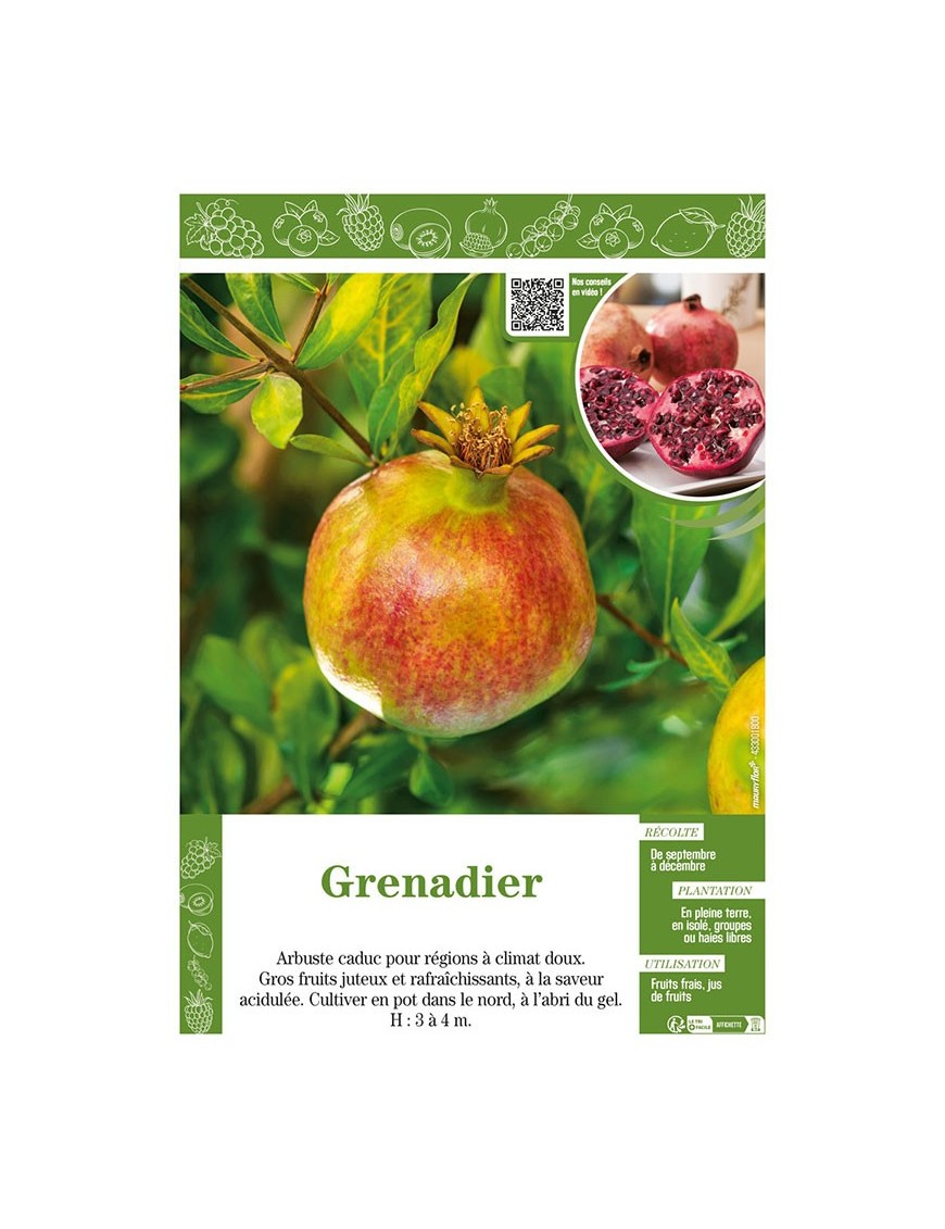 GRENADIER (À FRUITS)