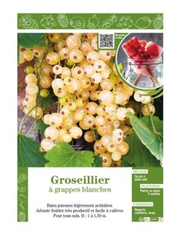 GROSEILLIER À GRAPPES BLANCHES
