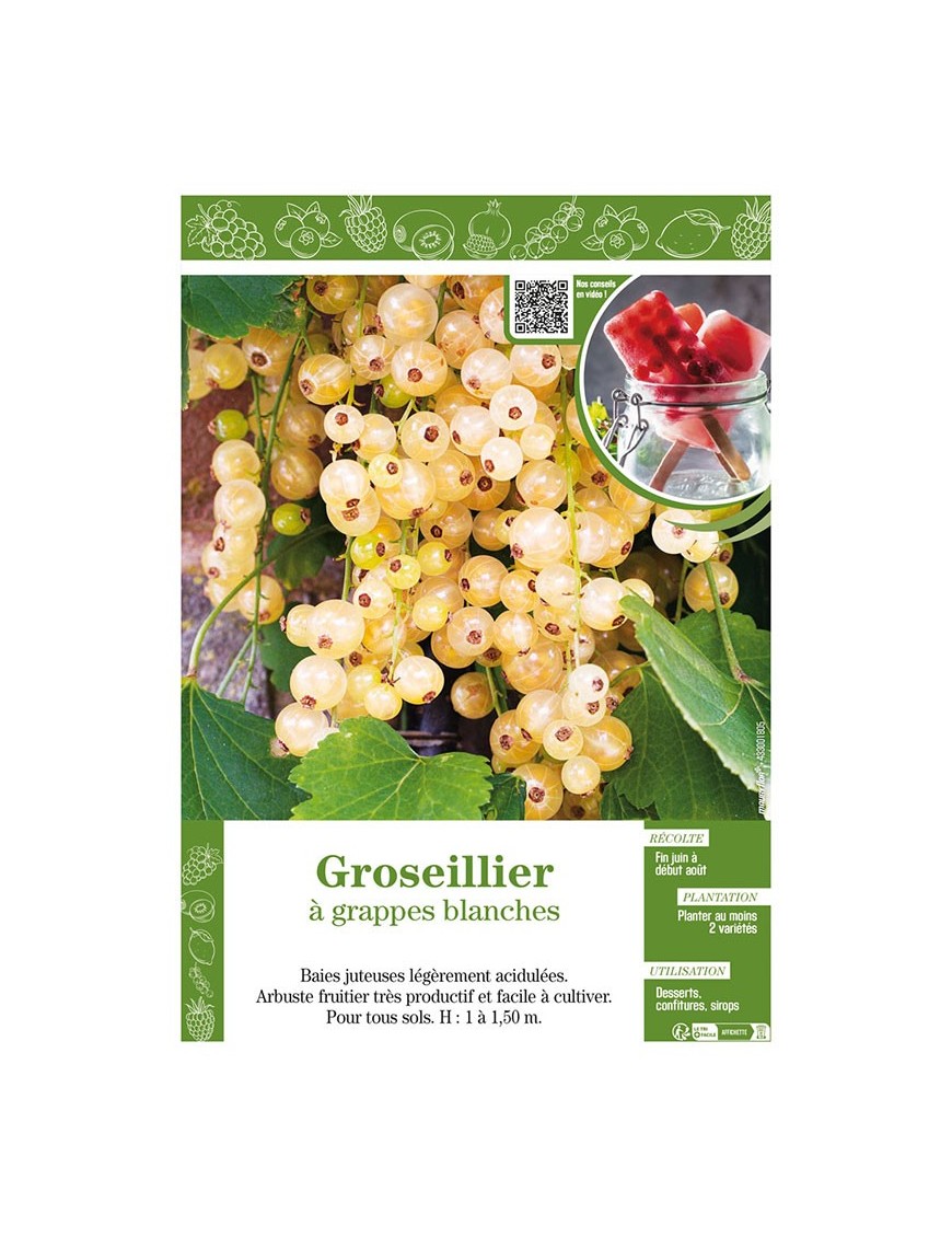 GROSEILLIER À GRAPPES BLANCHES