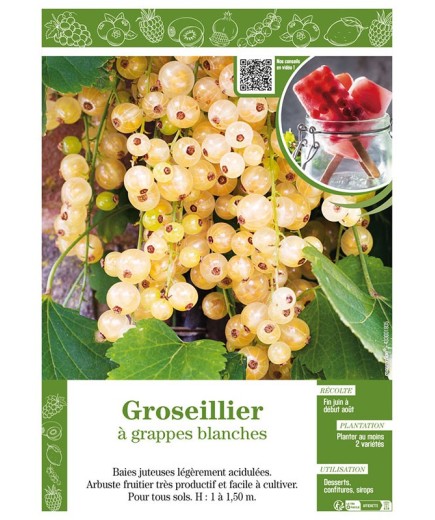 GROSEILLIER À GRAPPES BLANCHES