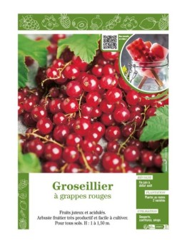 GROSEILLIER À GRAPPES ROUGES