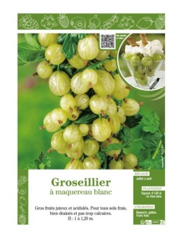 GROSEILLIER À MAQUEREAU BLANC