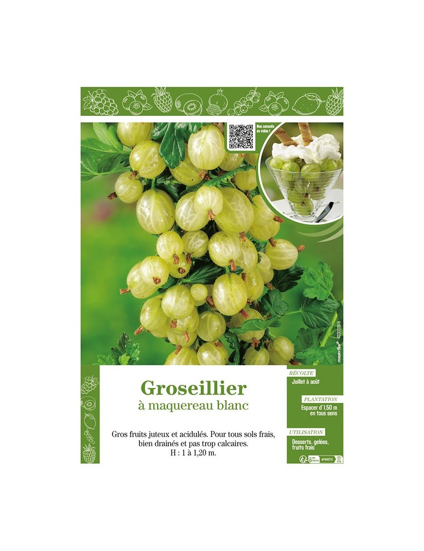 GROSEILLIER À MAQUEREAU BLANC