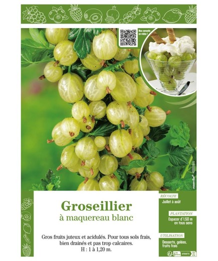 GROSEILLIER À MAQUEREAU BLANC