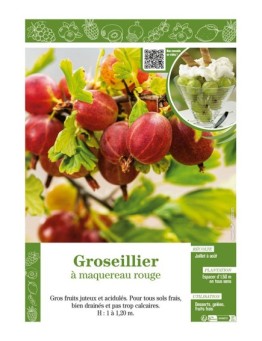 GROSEILLIER À MAQUEREAU ROUGE