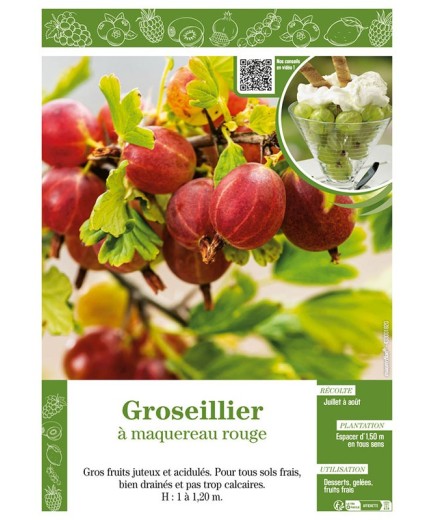 GROSEILLIER À MAQUEREAU ROUGE