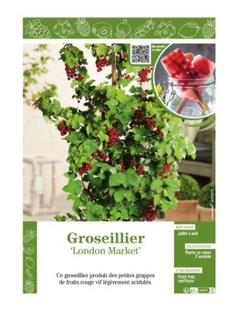 GROSEILLIER LONDON MARKET