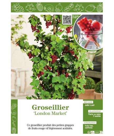 GROSEILLIER LONDON MARKET
