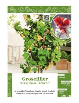 GROSEILLIER VERSAILLAISE BLANCHE
