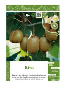 KIWI (ACTINIDIA)
