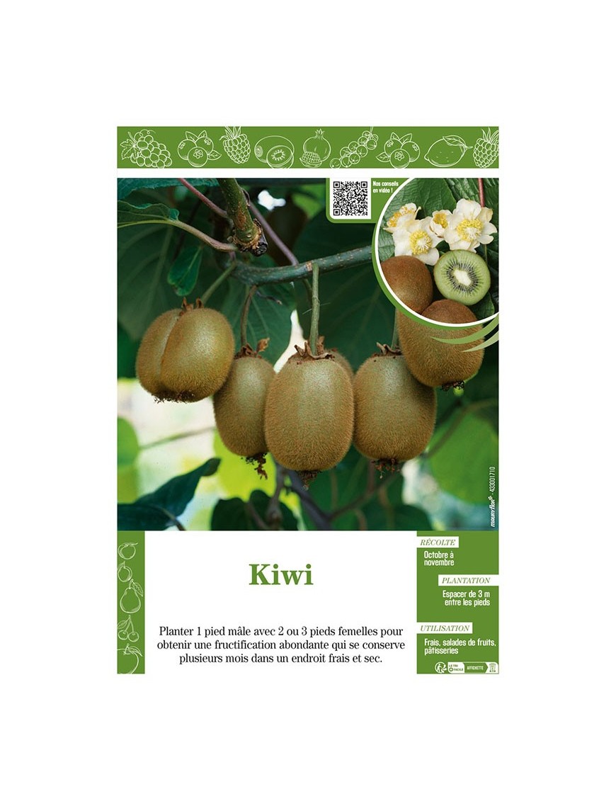 KIWI (ACTINIDIA)