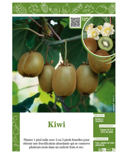 KIWI (ACTINIDIA)