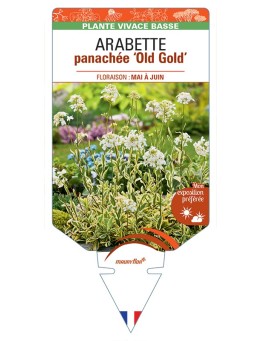 ARABETTE (ferdinandi-coburgii) panachée Old Gold