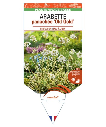 ARABETTE (ferdinandi-coburgii) panachée Old Gold