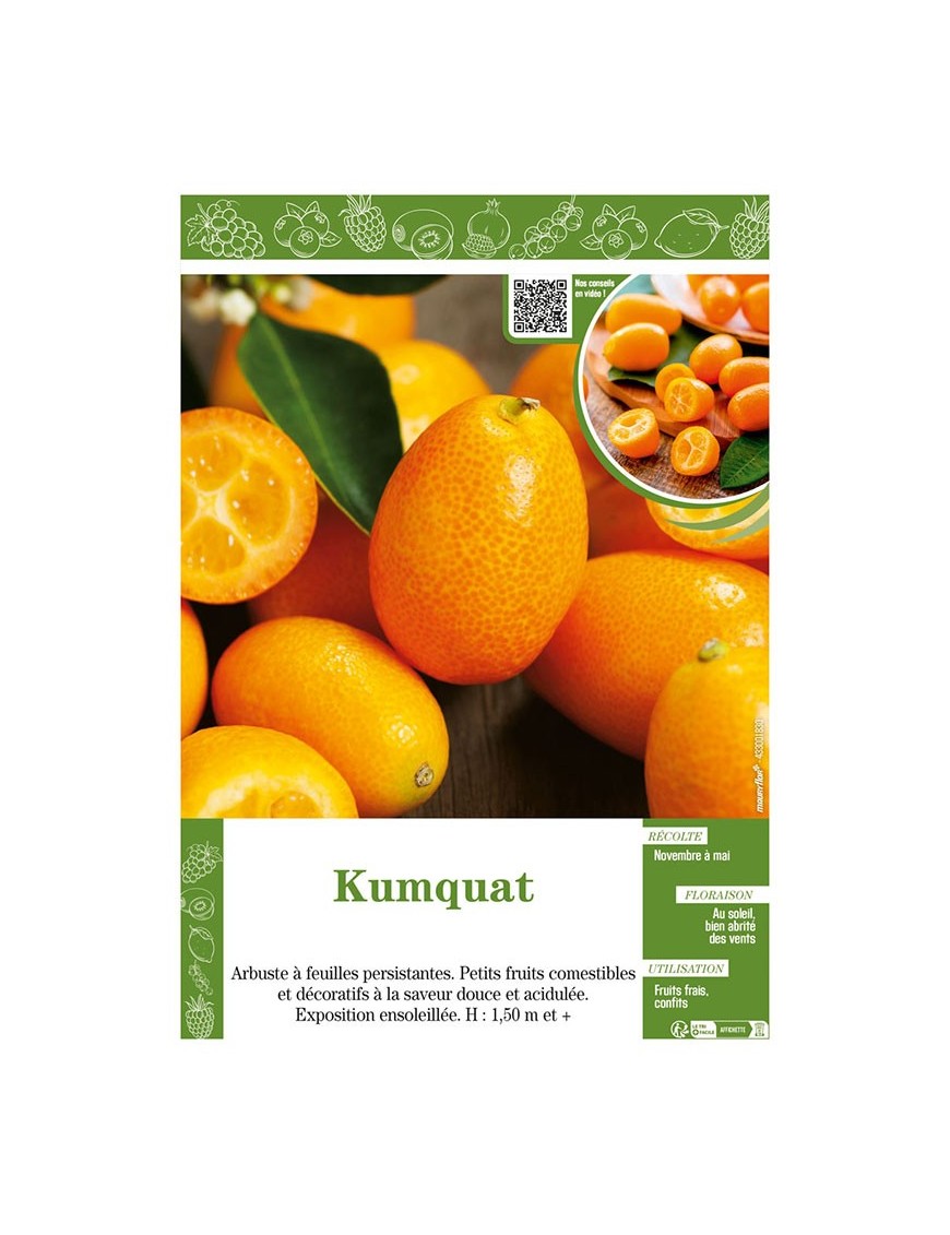 KUMQUAT (FORTUNELLA)