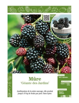 MÛRE GÉANTE DES JARDINS