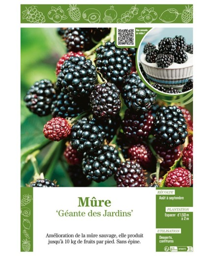 MÛRE GÉANTE DES JARDINS
