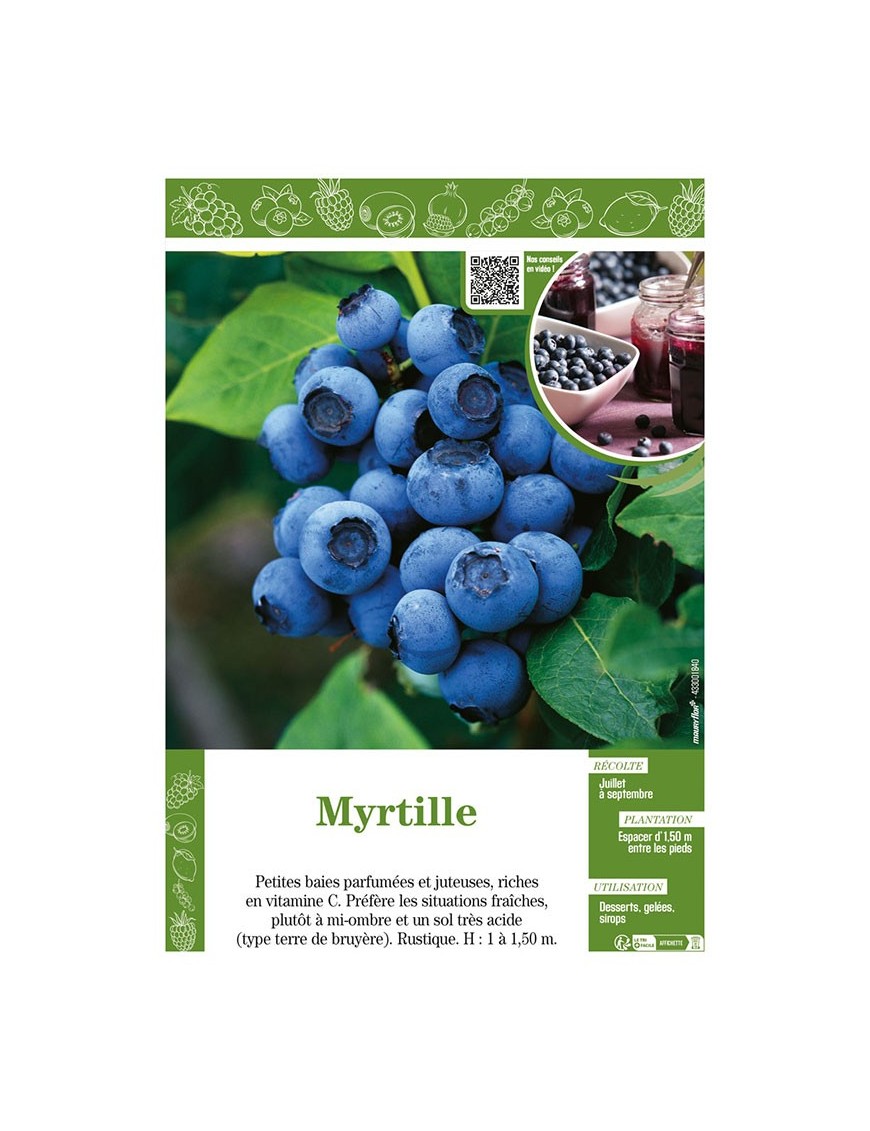 MYRTILLE