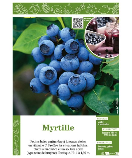 MYRTILLE