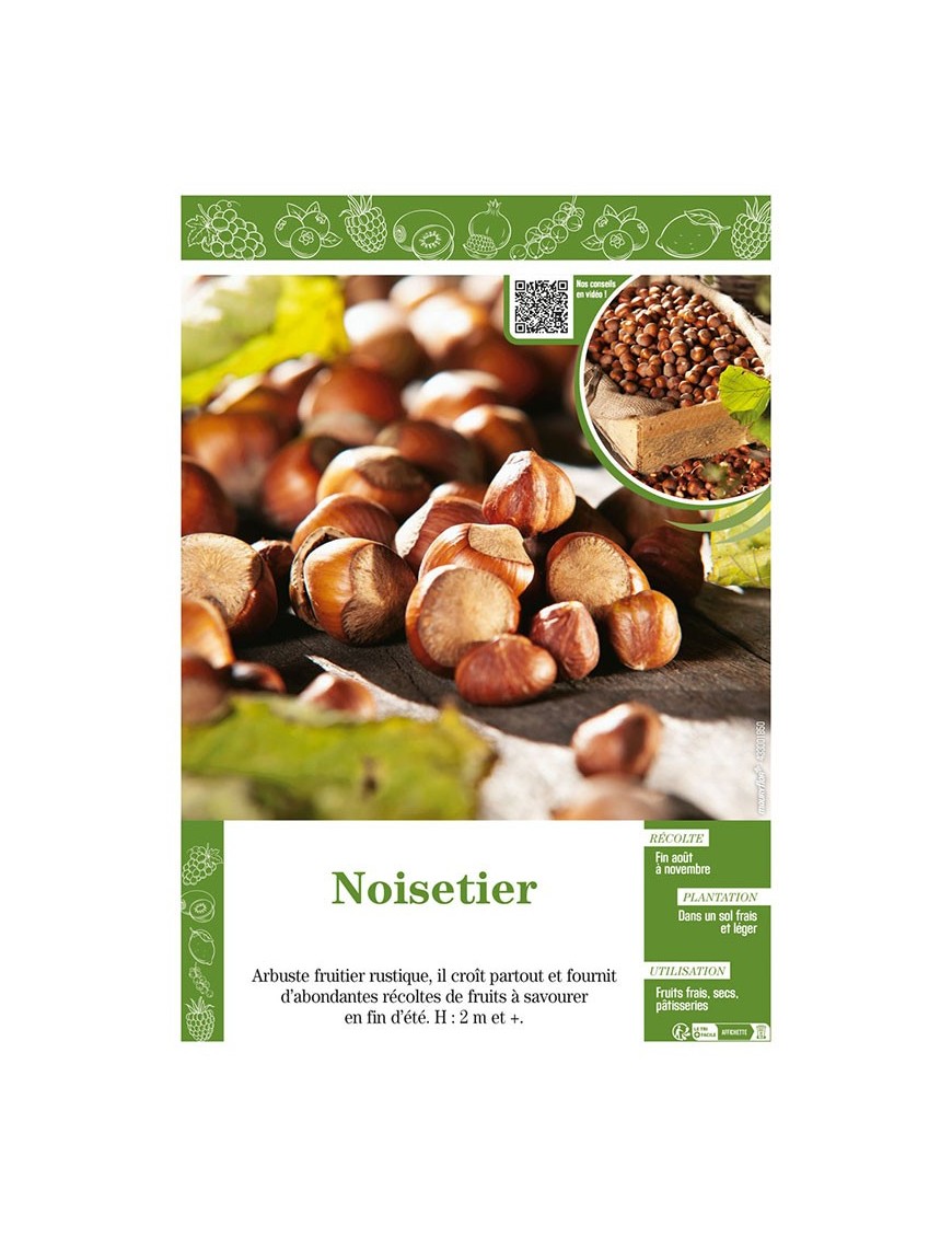 NOISETIER