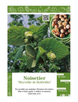 NOISETIER MERVEILLE DE BOLLWILLER