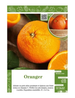 ORANGER