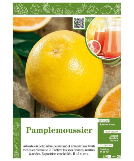 PAMPLEMOUSSIER