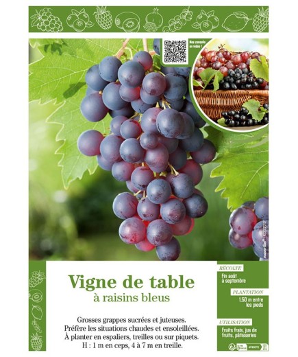 VIGNE DE TABLE À RAISINS BLEUS