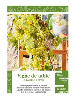 VIGNE DE TABLE À RAISINS DORÉS