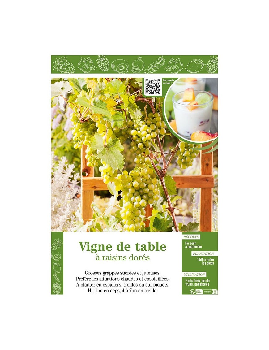 VIGNE DE TABLE À RAISINS DORÉS